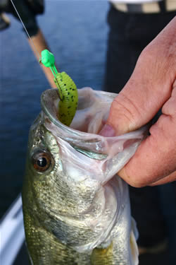 Twin Tail Grub – Venture Lures