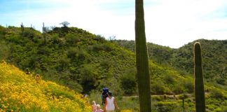 Arizona Wildflowers